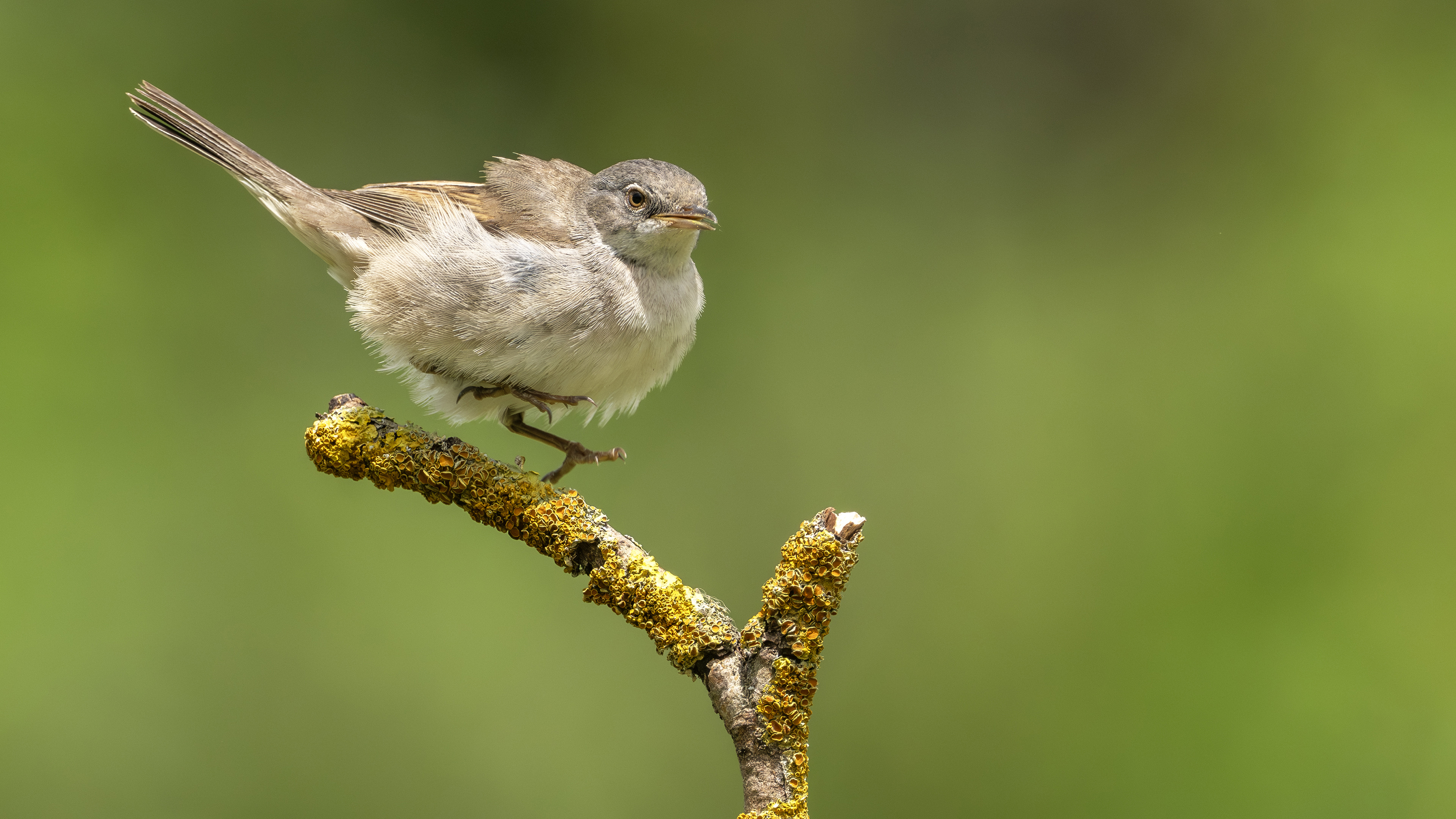 Greater Whitethroat